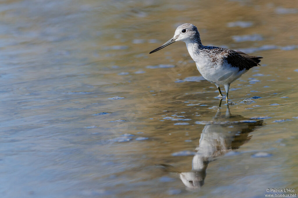 Common Greenshank