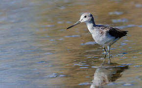 Common Greenshank