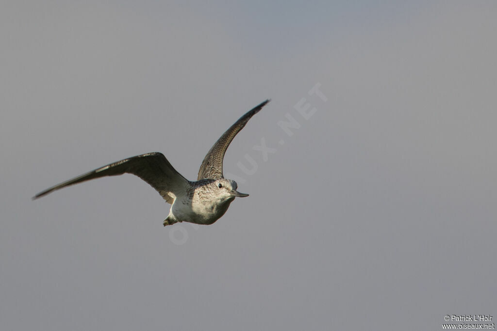 Common Greenshank