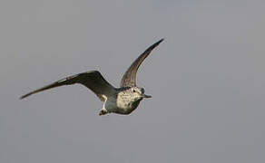 Common Greenshank