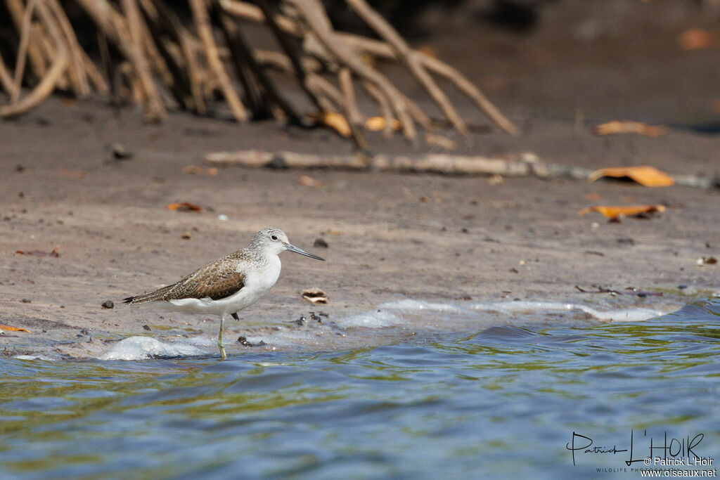 Common Greenshank