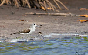 Common Greenshank