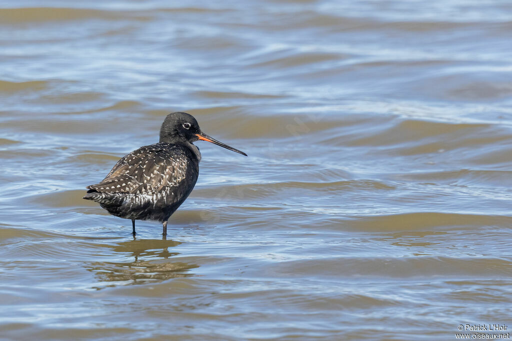 Spotted Redshank male adult breeding