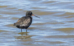 Spotted Redshank