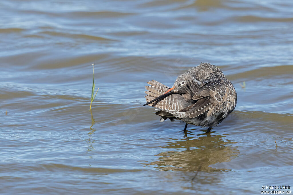 Spotted Redshank