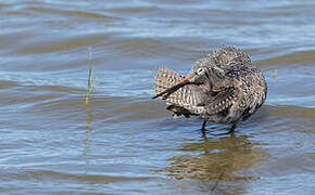 Spotted Redshank