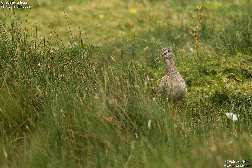 Spotted Redshank