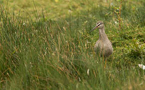 Spotted Redshank