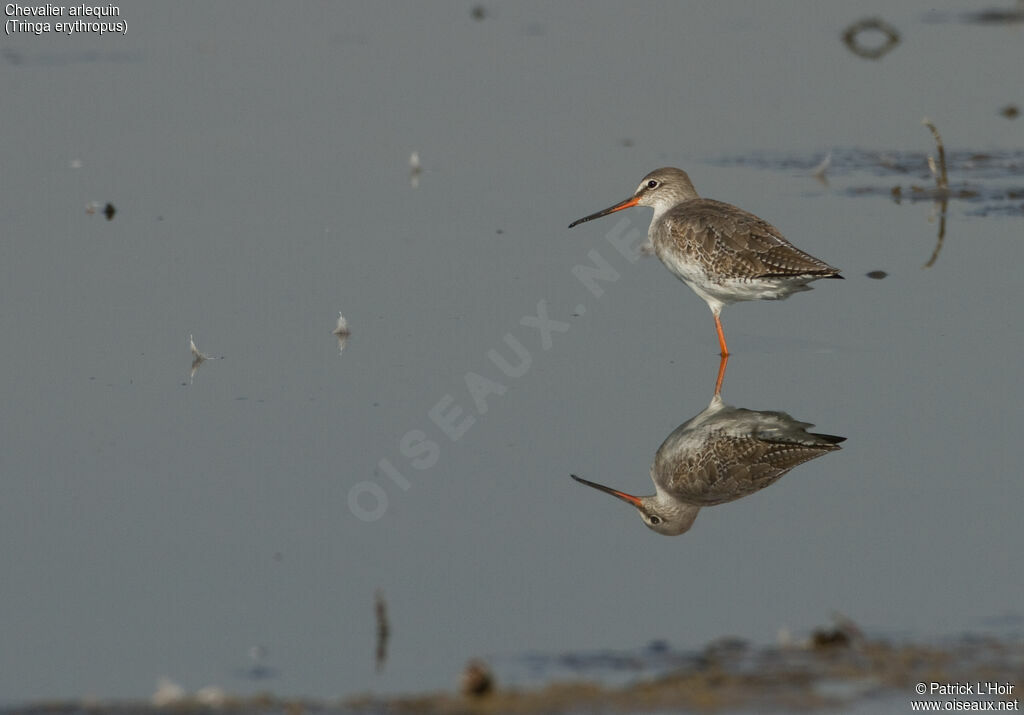 Spotted Redshankadult post breeding