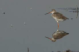 Spotted Redshank