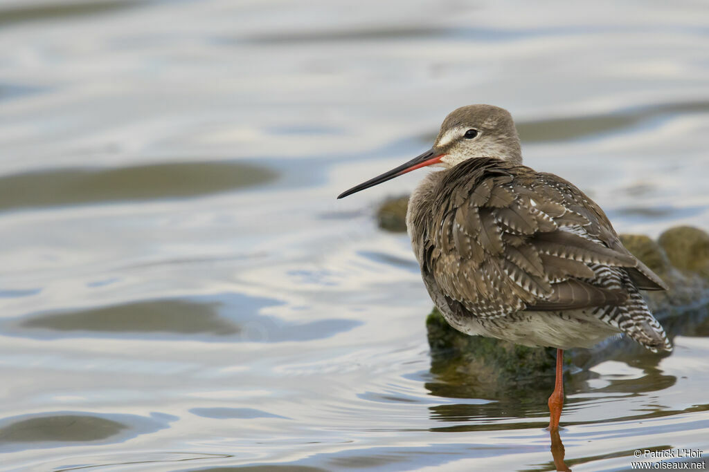 Spotted Redshank