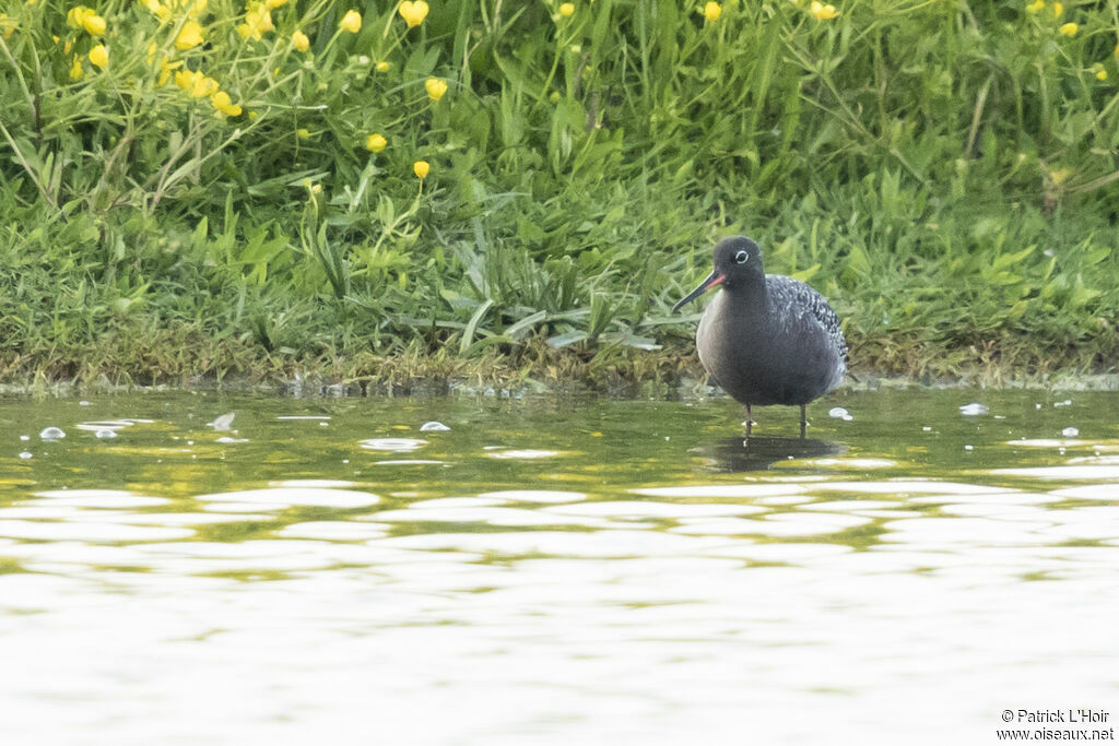 Spotted Redshank male adult breeding