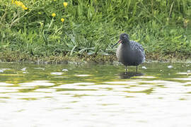 Spotted Redshank