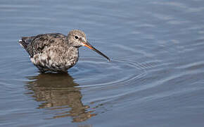 Spotted Redshank