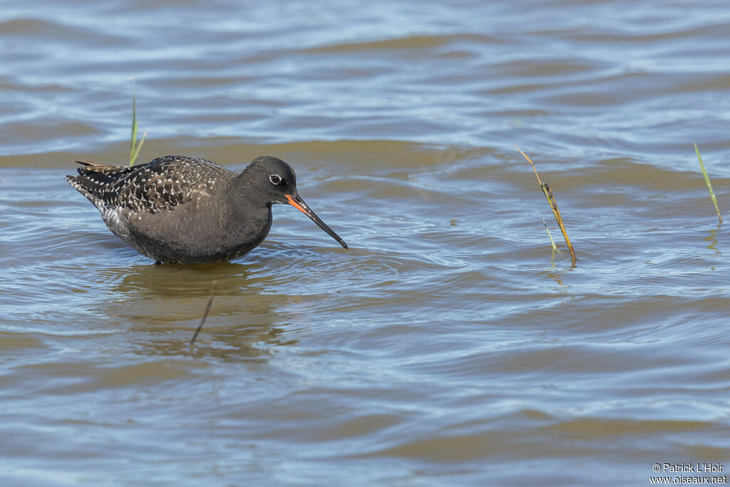 Spotted Redshank male adult breeding