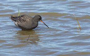 Spotted Redshank