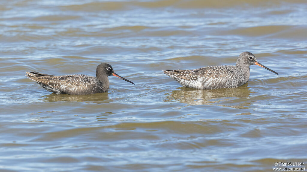 Spotted Redshank