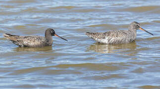 Spotted Redshank