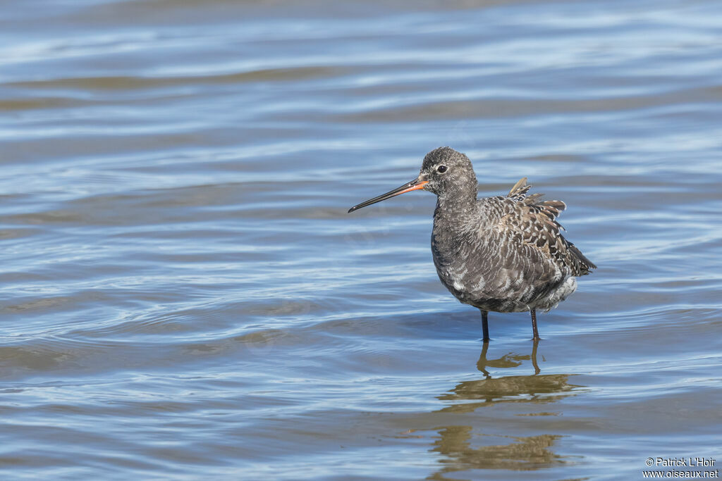 Spotted Redshank