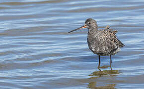 Spotted Redshank