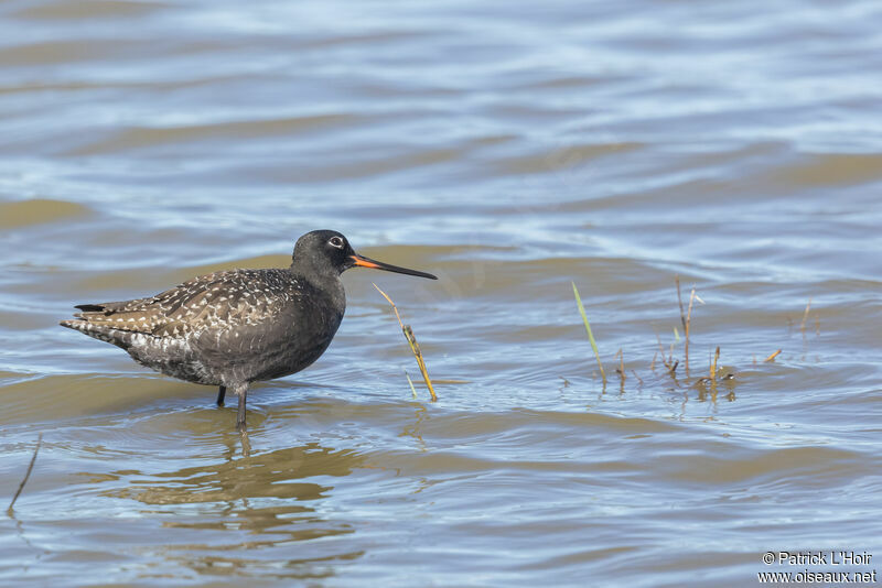Spotted Redshank male adult breeding