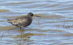 Spotted Redshank