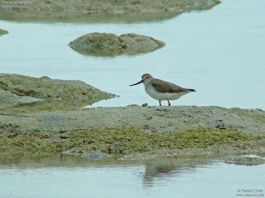 Terek Sandpiper