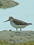 Terek Sandpiper