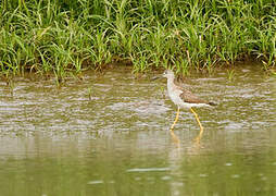 Greater Yellowlegs