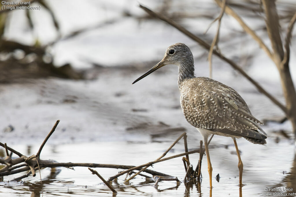 Greater Yellowlegs