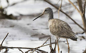 Greater Yellowlegs