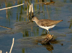 Green Sandpiper