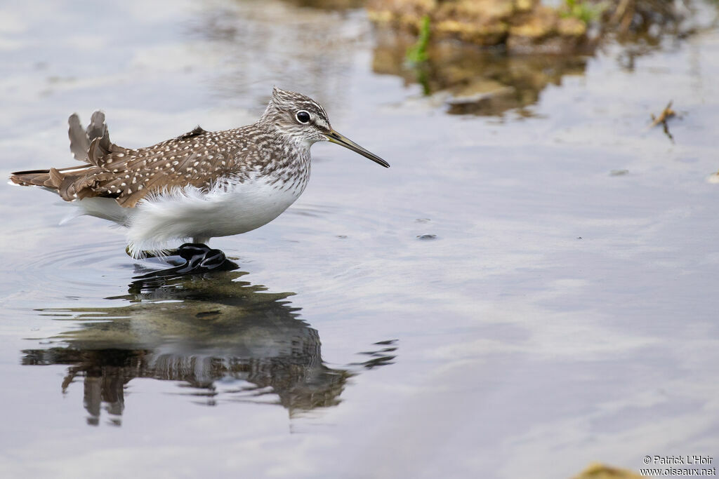 Green Sandpiper