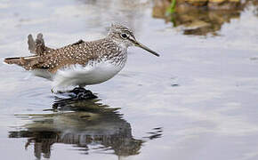 Green Sandpiper