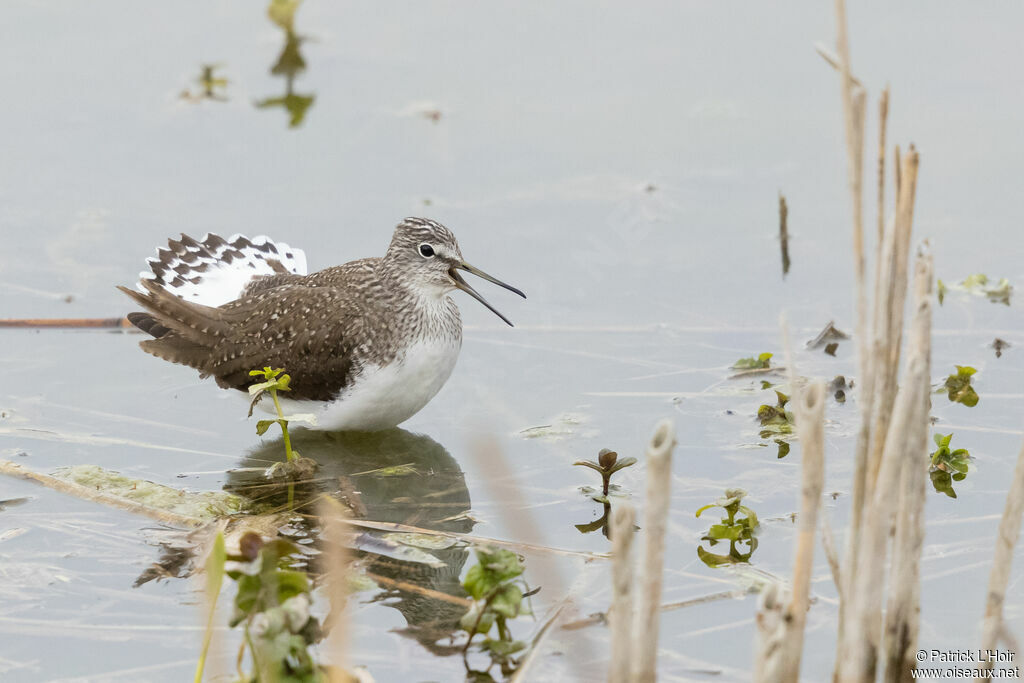 Green Sandpiper