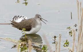 Green Sandpiper