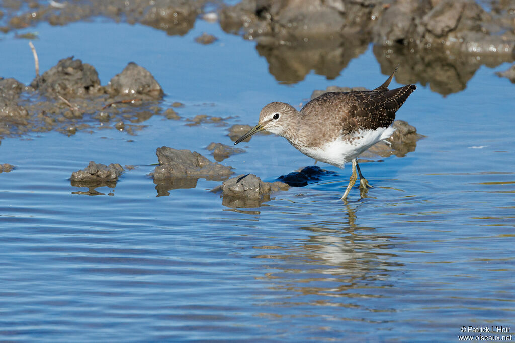 Green Sandpiper