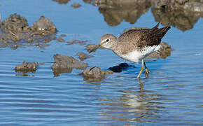 Green Sandpiper