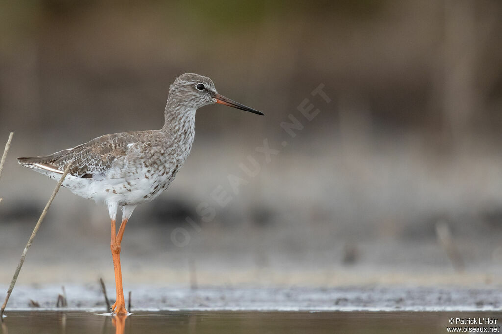 Common Redshank