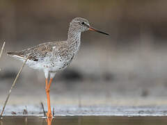 Common Redshank