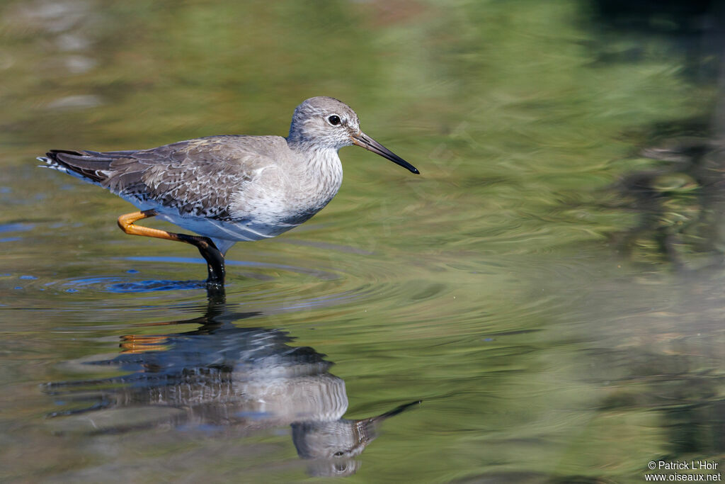 Common Redshank