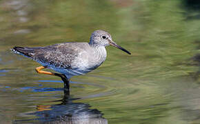 Common Redshank