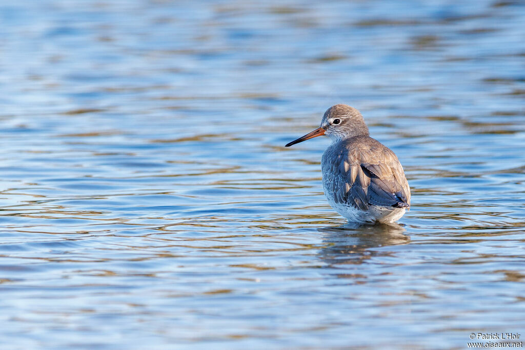 Common Redshank