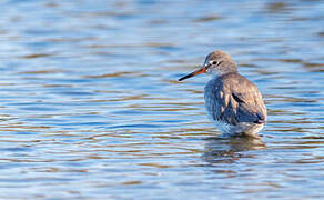 Common Redshank