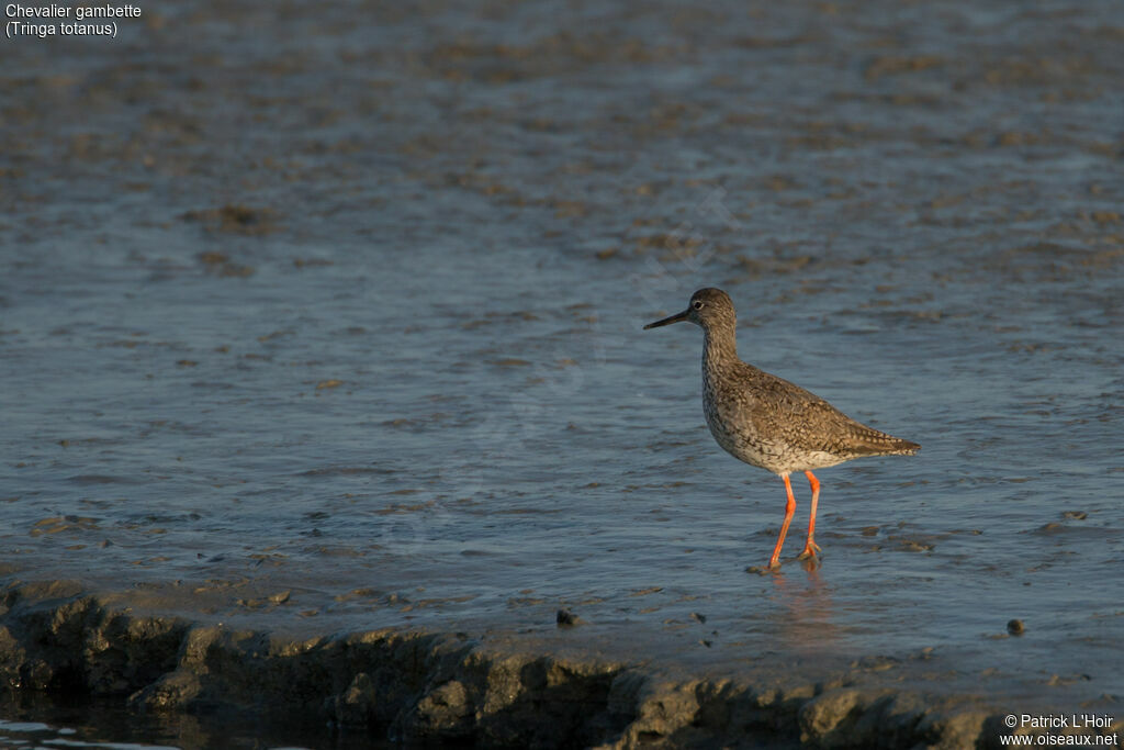 Common Redshank