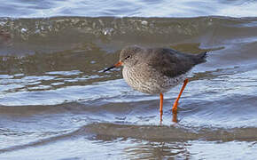 Common Redshank