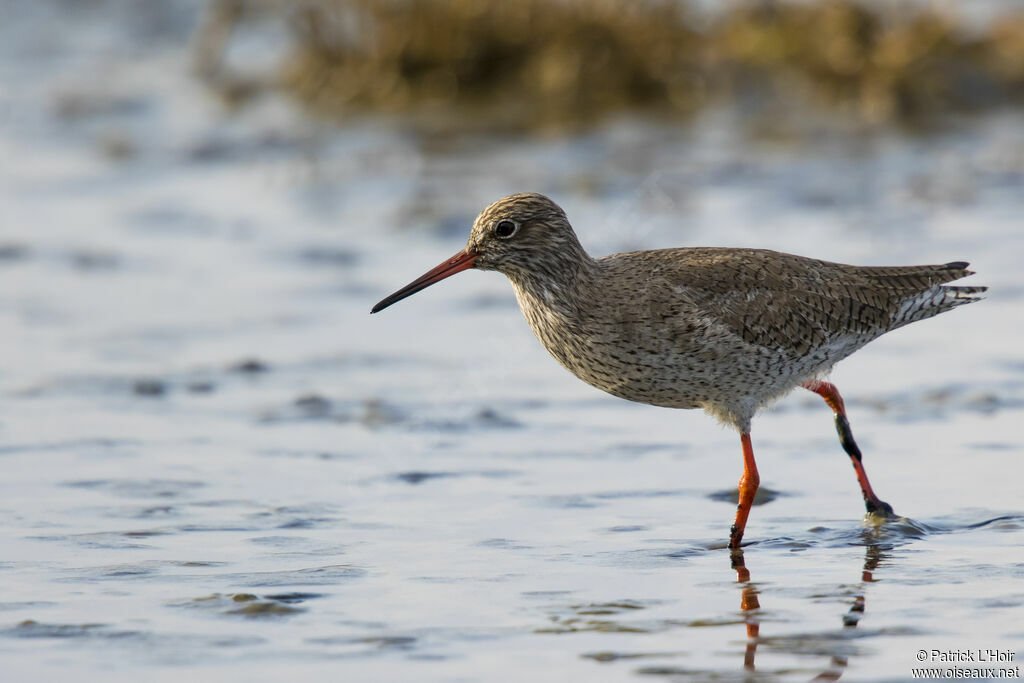 Common Redshank