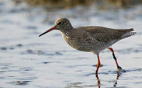 Common Redshank