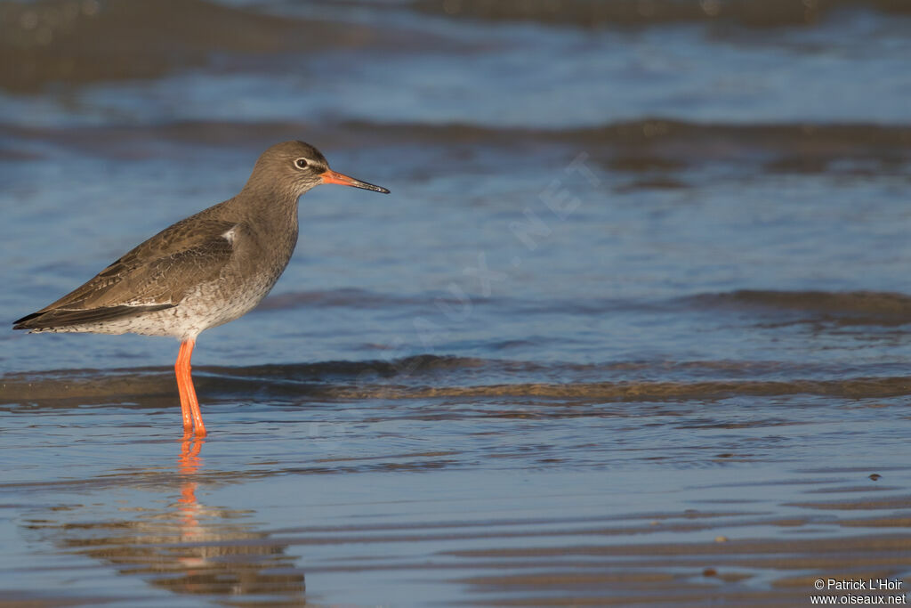 Common Redshankadult post breeding