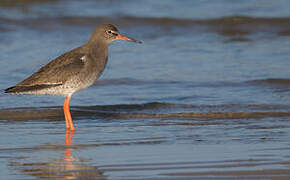 Common Redshank